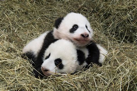 Vienna Zoo Twin Panda Cubs Named Fu Feng And Fu Ban At Ceremony Tvts