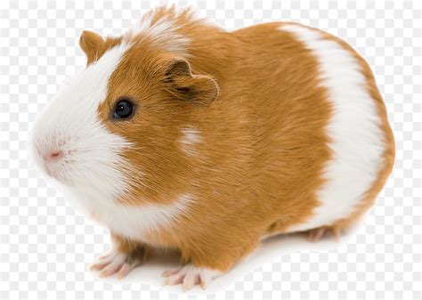 Small hamster roborovski hamster european hamster hamster vector grey dwarf hamster pet hamster happy browse over 4 million free png images with. Hamster Background png download - 800*635 - Free ...