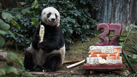Jia Jia Worlds Oldest Ever Captive Panda Dies At 38 Fox 8