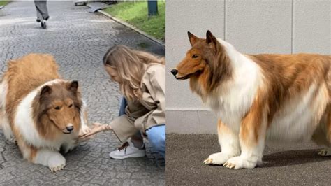 Man Who Transformed Himself Into A Dog Steps Out In Public For The