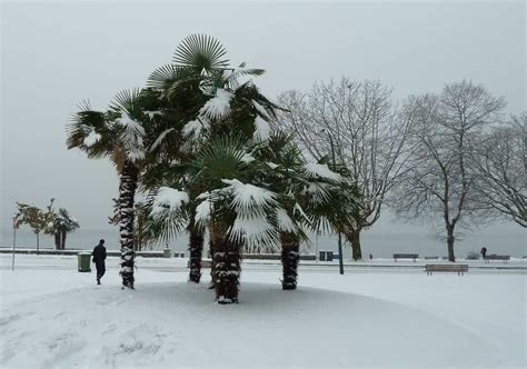 How Palm Trees Thrive In Vancouver Despite The Freezing Canadian Weather