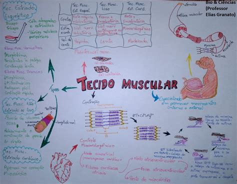 Mapa Mental Sistema Muscular Parte Sistema Muscular Ensino De Images Porn Sex Picture