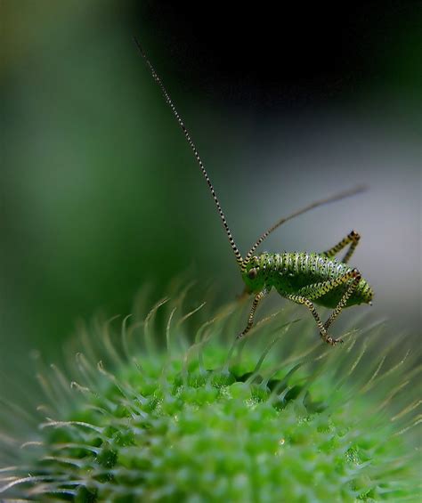 To get rid of the cricket infestation, we recommend applying reclaim it insecticide. How to Get Rid of Crickets Outside Naturally (Ultimate ...