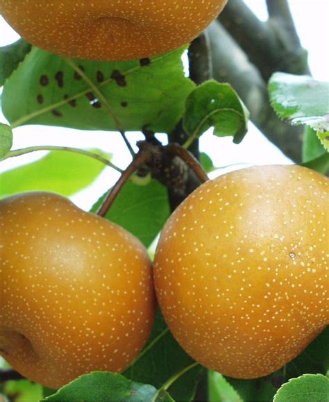 chojuro asian pear — raintree nursery
