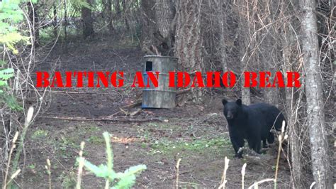 Baiting An Idaho Bear Youtube