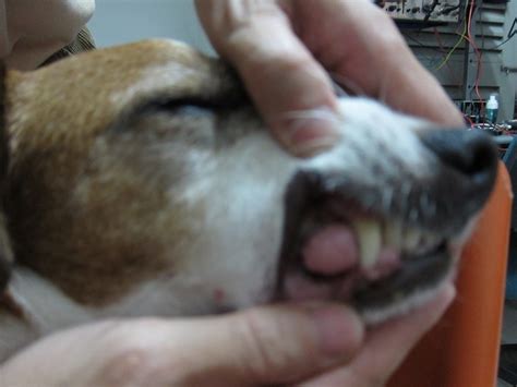 Subsidy For Terry Rescued Dog With Gum Problem Jennifer Sl Leongs