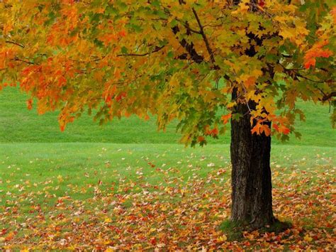 Free Download Download Autumn Season Beautiful Wallpaper Full Hd