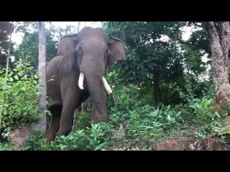 Munnar wild elephant attack padayappa elephant. ELEPHANT TRYING TO ATTACK VEHICLE || ഒറ്റയാൻ റോഡിലൂടെ ...