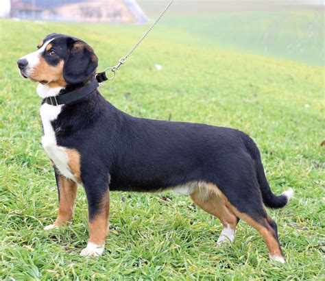 Entlebucher Mountain Dog Breeders In The Usa With Puppies For Sale