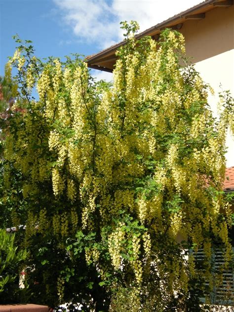 Adams Laburnum Laburnocytisus Adamii