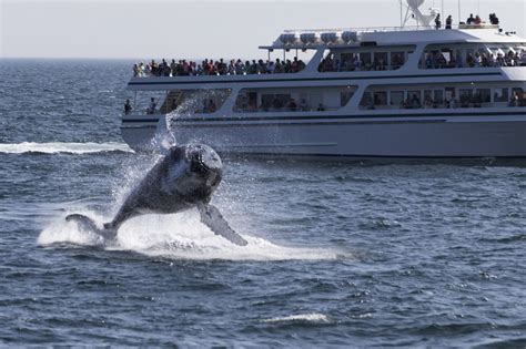 Best Place For Whale Watching: (9 HOT SPOTS) | Sheepshead.ca