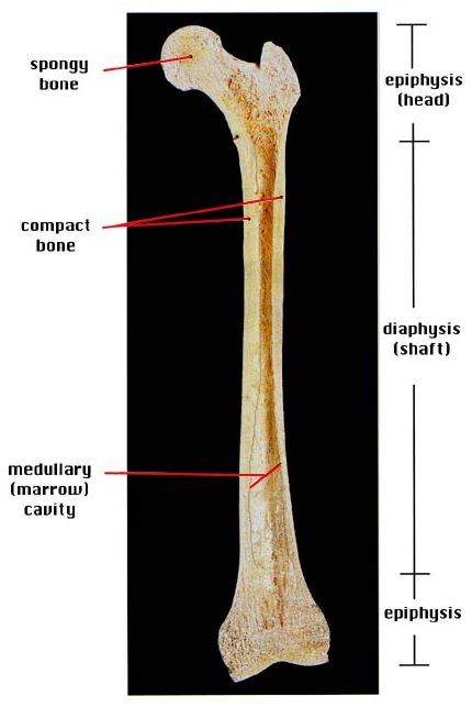 12 photos of the labeled diagram of long bone. Long bones. Causes, symptoms, treatment Long bones