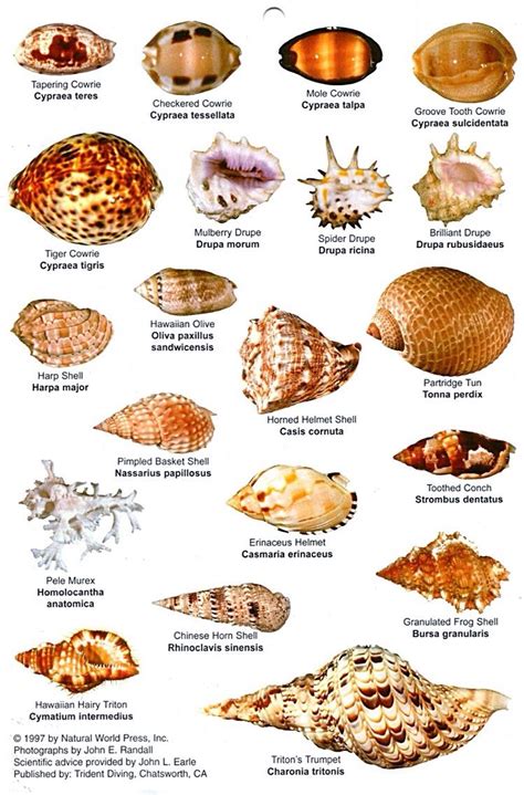 Shell Identification Chart 1997 Sea Shells Shells Seashell Crafts