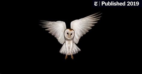 White Barn Owls Thrive When Hunting In Bright Moonlight The New York