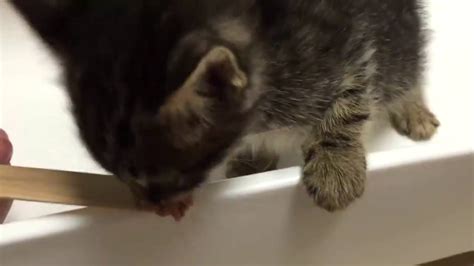 Kitten Trapped In Storm Drain Rescued After 33 Hours Youtube