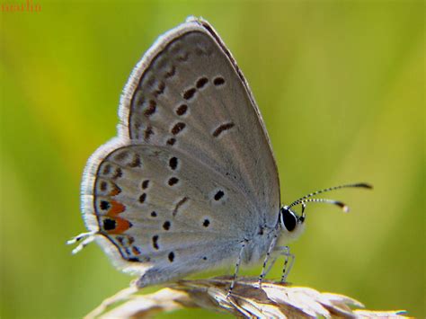 Eastern Tailed Blue Butterfly Cupido Comyntas North American
