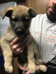Not sure who to trust but looking to add a. View Ad: German Shepherd Dog Puppy for Sale, Iowa, CLEAR LAKE, USA
