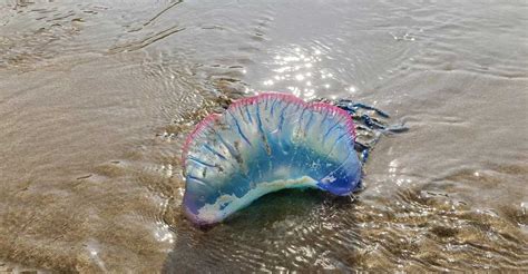Portuguese Man Of War Washes Ashore In North Wales Highlighting