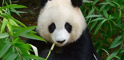 China To Build 15 Billion Area For Panda Conservation