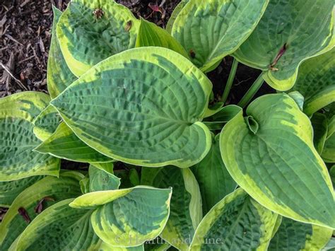 11 Perennial Shade Plants With Beautiful Foliage With Images Shade