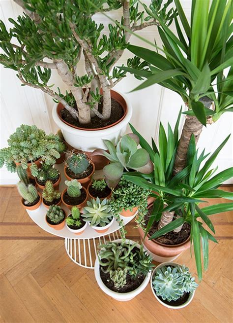 Nonetheless, one's clothes can often be a window into the workings of their head. Growing Indoor Succulents - The Root Salon