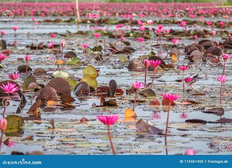 Red Lotus Flowers At Thale Noi Waterfowl Reserve Lake Thailand Stock