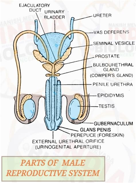 Parts Of Male Reproductive System