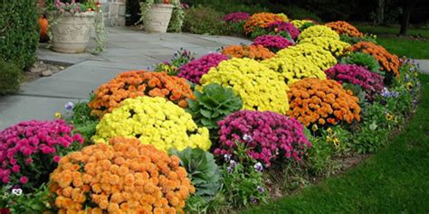 How To Plant Garden Mum Chrysanthemums In The Ground From The Experts