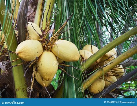 Yellow Coconuts On Palm Tree Stock Photography