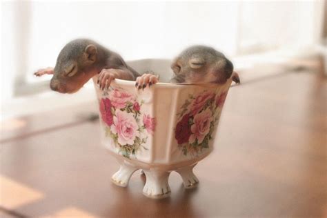 We did not find results for: How to Tell the Age of a Baby Squirrel Using Pictures ...