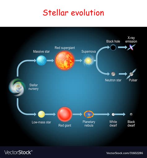 Stellar Evolution Life Cycle A Star Royalty Free Vector