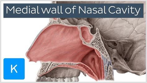 Anatomy Of The Nasal Cavity Wholesale Online Save 59 Jlcatjgobmx