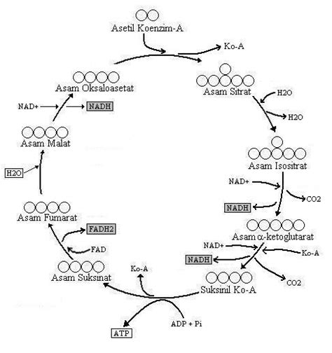 Siklus Krebs Biologipedia