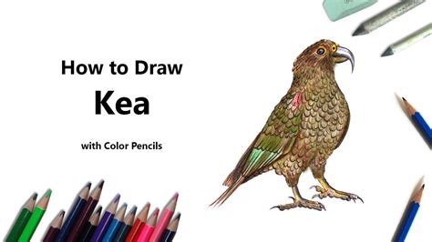 How To Draw A Kea With Color Pencils Time Lapse Youtube