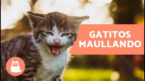 Los Mejores Maullidos De Gatos BebÉs 🐱 ¡gatitos Maullando Fuerte Youtube
