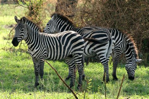 Zebra Tarangire National Park Tanzania Africa Stock Image Image