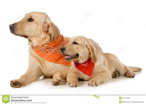 Adult Dog And Puppy Stock Image Image Of Cut Canine 31477309