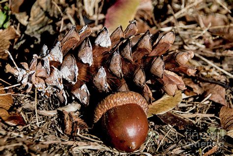 Sign Of Fall Pine Cone And Acorn Photograph By Douglas Miller Pixels