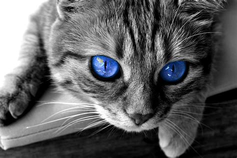 10 Cats With Blue Eyes Pictures And Examples 2023