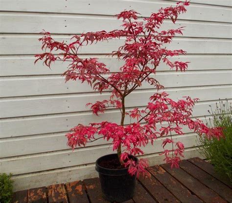 Japanese maples—especially weeping varieties—are vulnerable to breakage from heavy snow loads, so shake or brush the trees off regularly throughout. Acer palmatum Pink Passion - Striking Large Japanese Maple ...