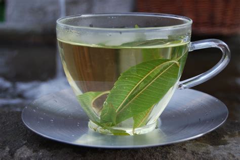 Verveine Liebhaber Lieben Den Erfrischenden Charakter Von Verveine Tee