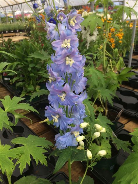 Delphinium Magic Fountains Sky Blue White Bee Great For Late Summer