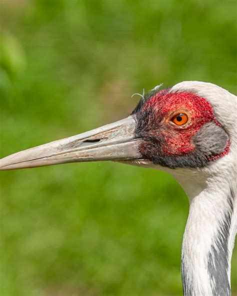 Do Sandhill Cranes Mate For Life Everything You Need To Know