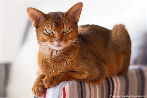 Interesting Facts About Abyssinian Cats Just Fun Facts