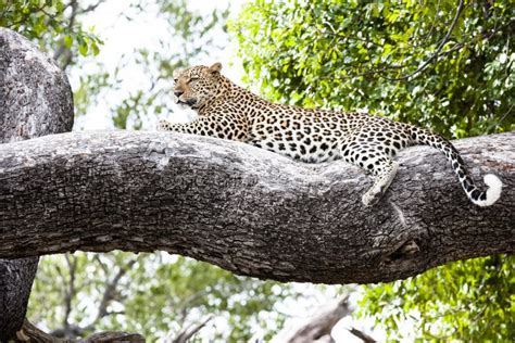 Leopard Relaxed Lying On A Huge Branch Botswana Africa Stock Image