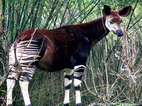 El Okapi Okapia Johnstoni Imágenes Taringa
