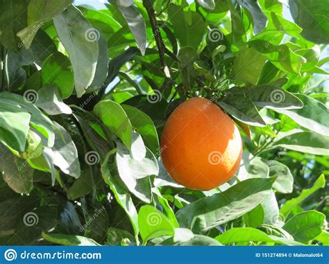 Beautiful Fruit Tree Of Oranges Of Juicy Fruits Stock Photo Image Of