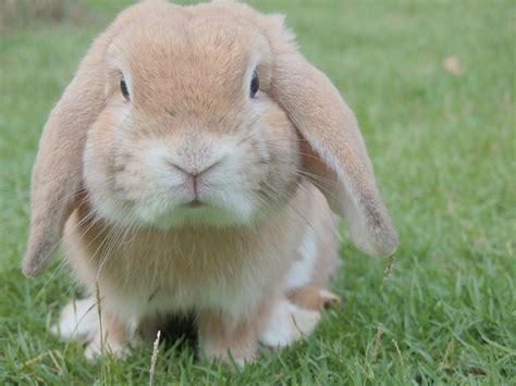Free Photo Bunny Rabbit Easter Pet Animal Free Image On Pixabay