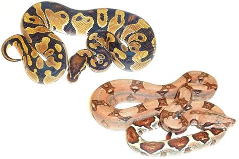 Differences Between Ball Pythons And Boas Mypetcarejoy