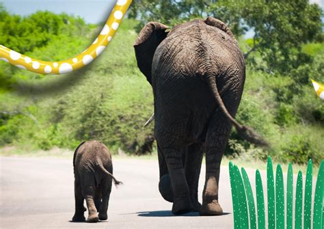 National Geographic animal facts | National geographic kids, Animals